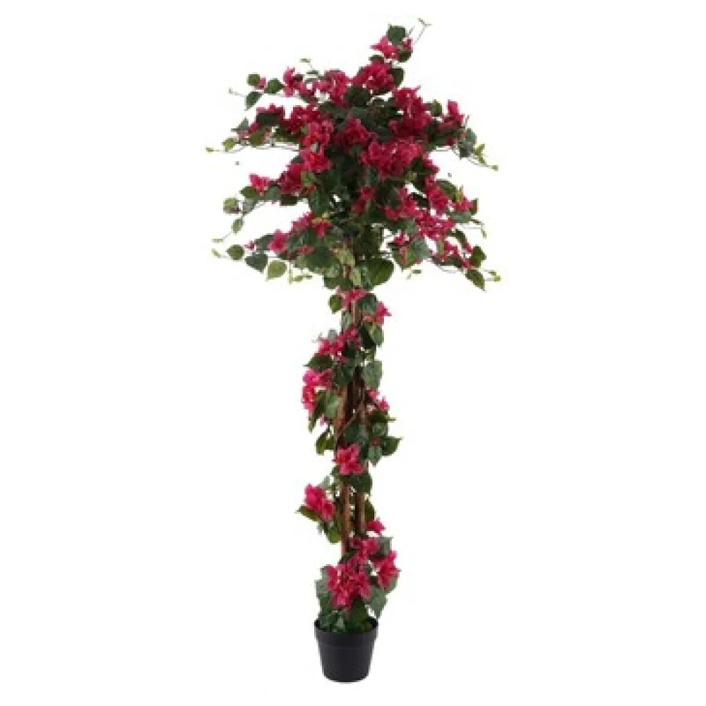 Műnövények Signes Grimalt Bougainvillea Növény